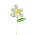 Offene Tulpen