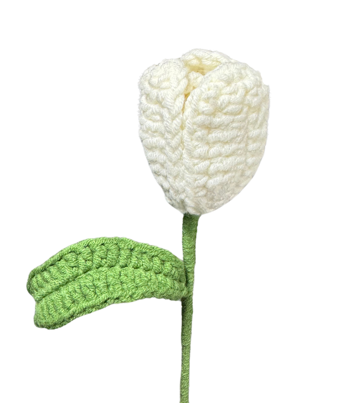 Tulpen