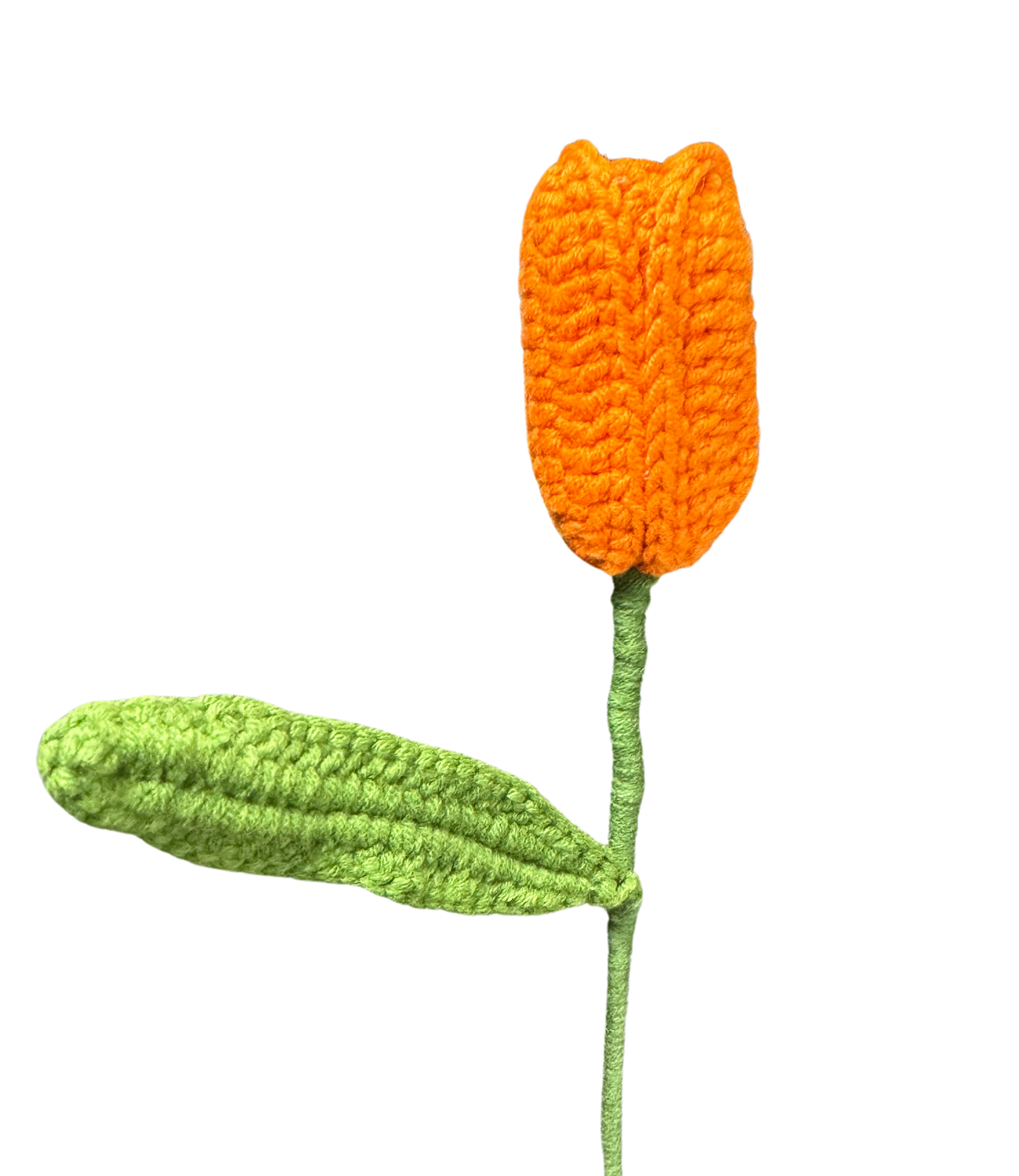 Tulpen