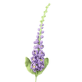 Rittersporne