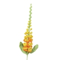 Rittersporne