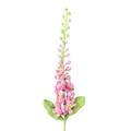 Rittersporne