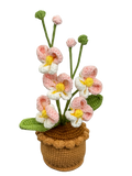 Orchideen