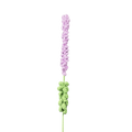 Lavendel