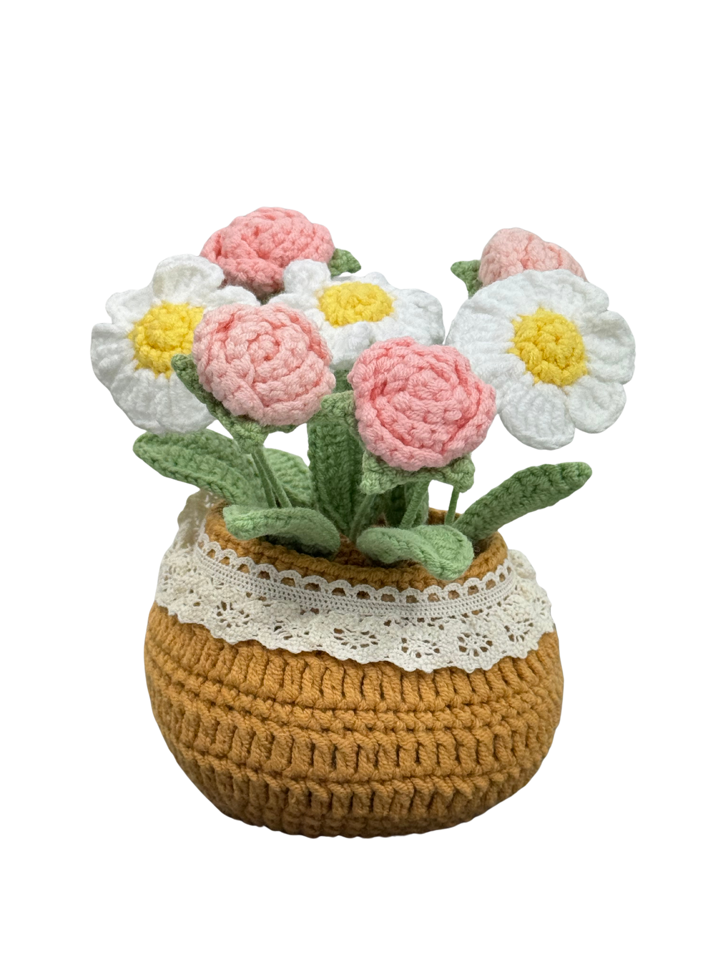 Gänseblümchen Rosa