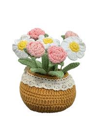 Gänseblümchen Rosa