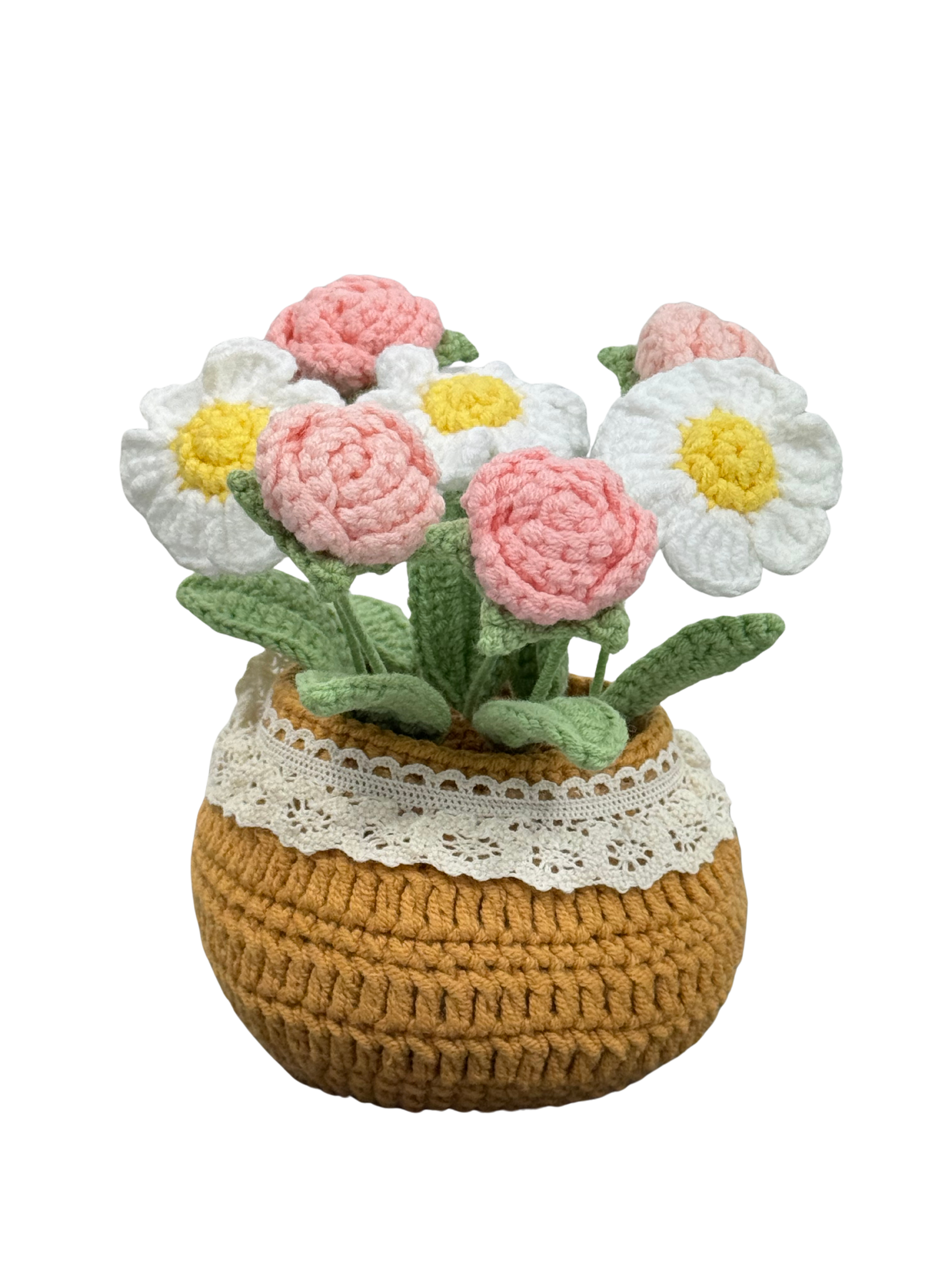 Gänseblümchen Rosa