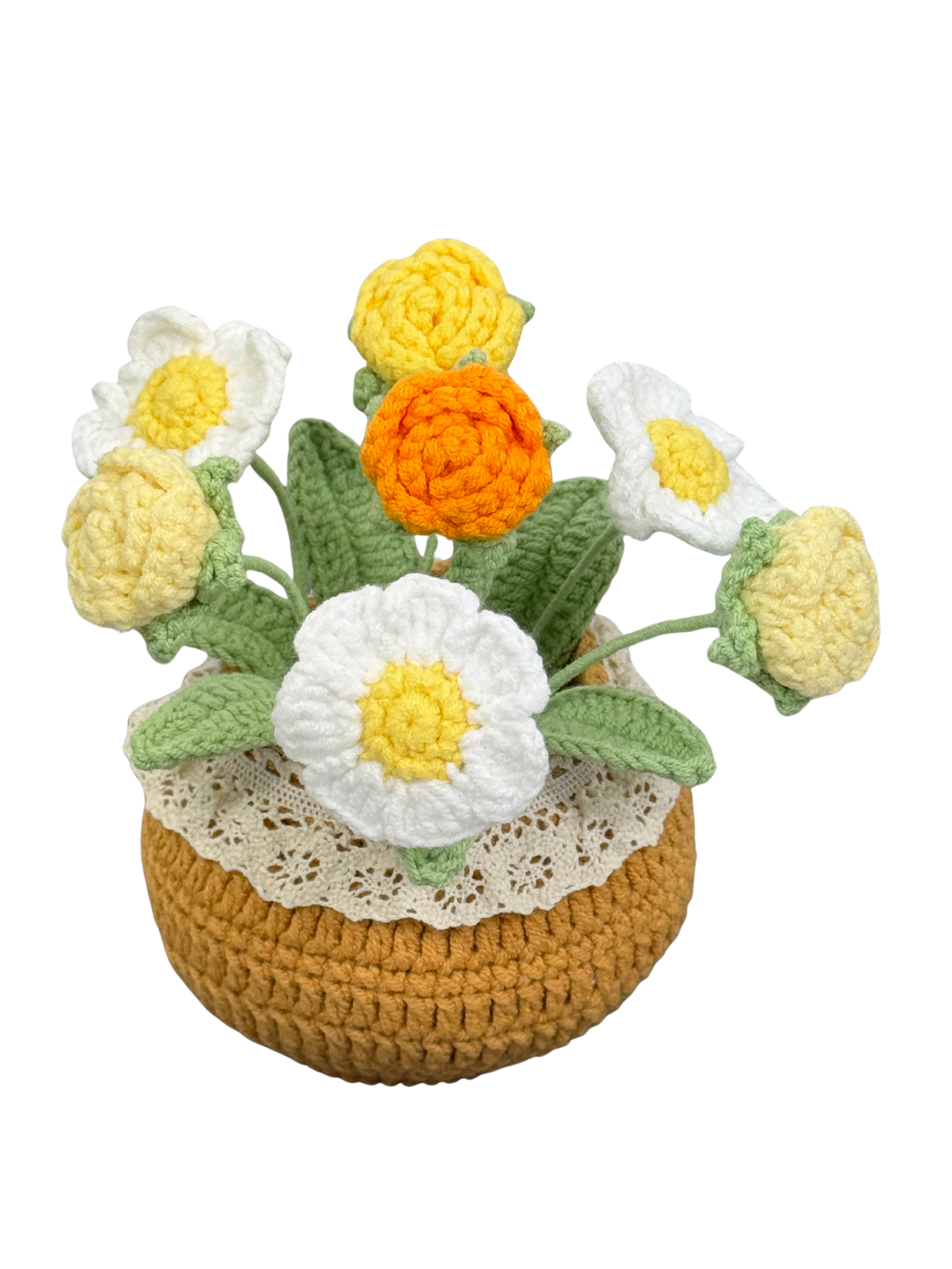 Gänseblümchen Orange