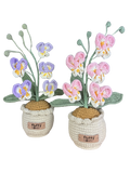 Orchideen