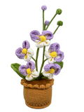Orchideen